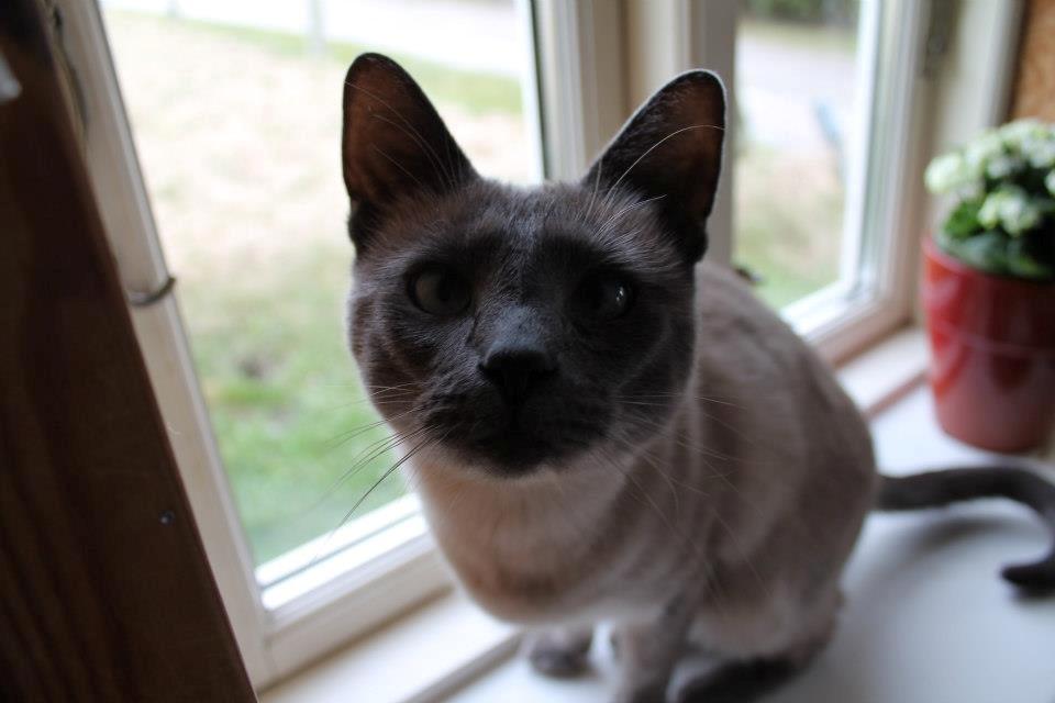 Blanding af racer Blue Delle R.I.P billede 5