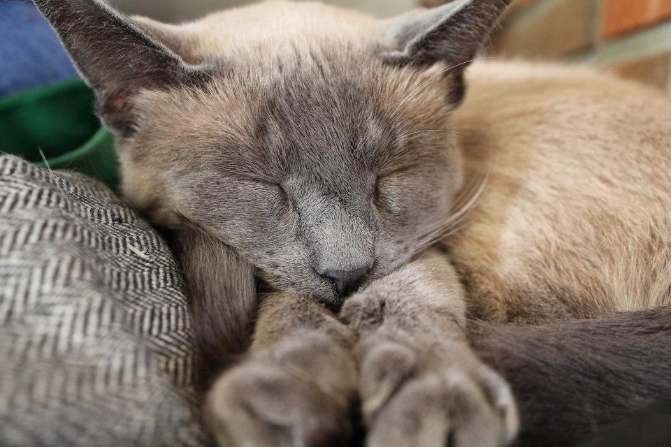 Blanding af racer Blue Delle R.I.P billede 15