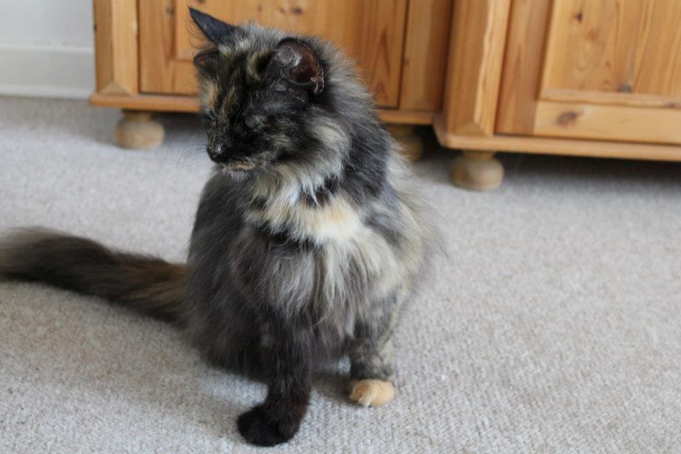 Norsk Skovkat Sannemizz (Himmelkat) billede 17