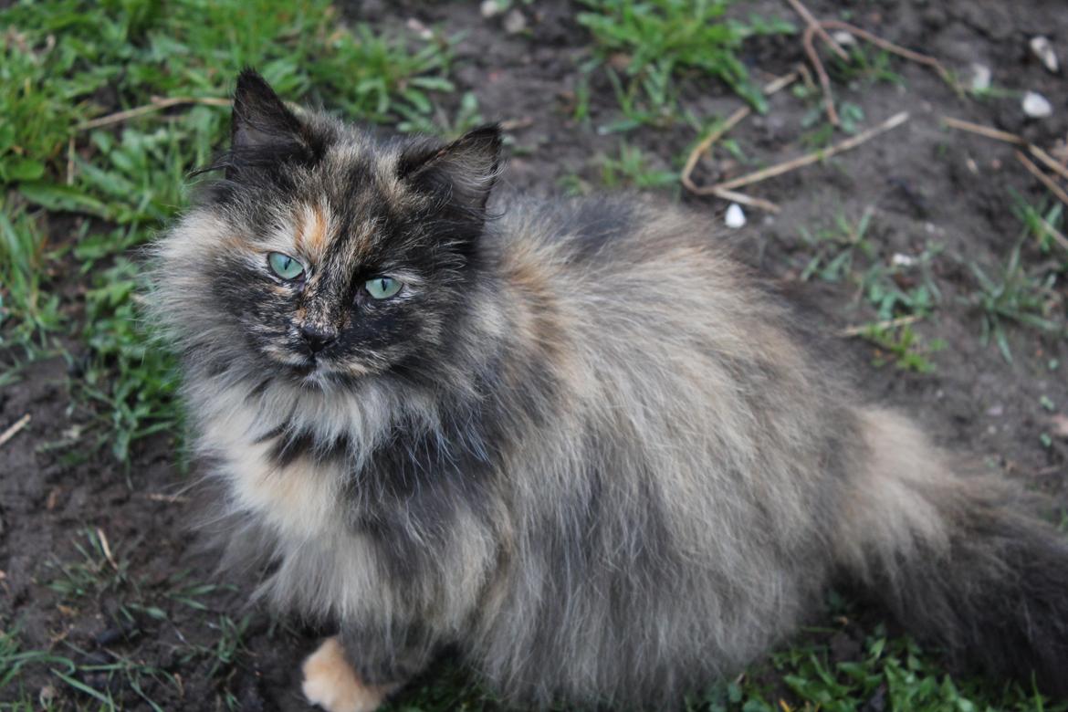 Norsk Skovkat Sannemizz (Himmelkat) billede 2