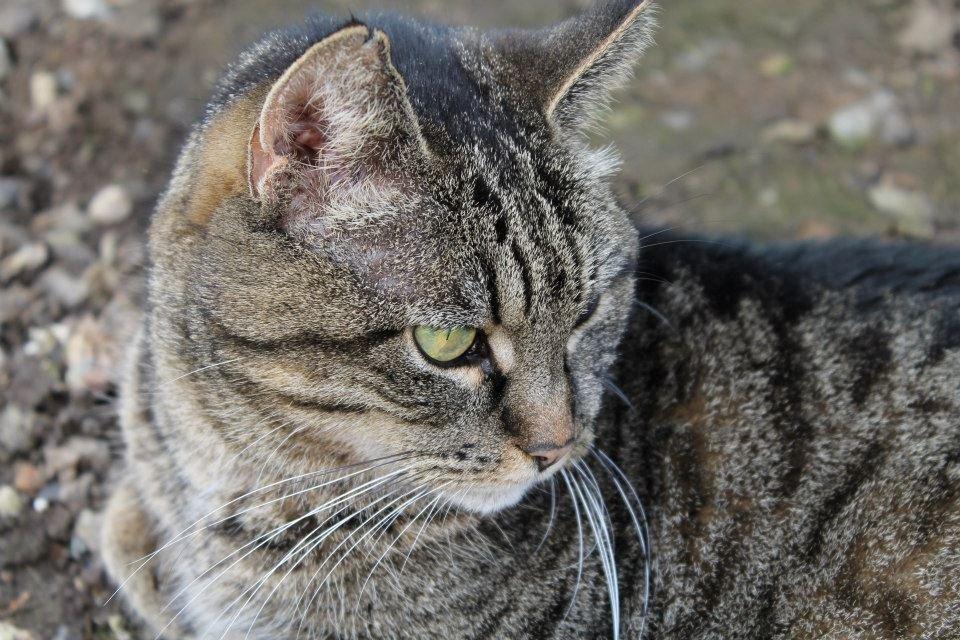Huskat Mizz-alien (Himmelkat) billede 5