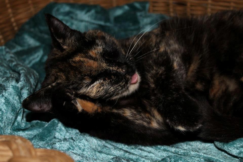 Huskat Bøllemizz billede 10