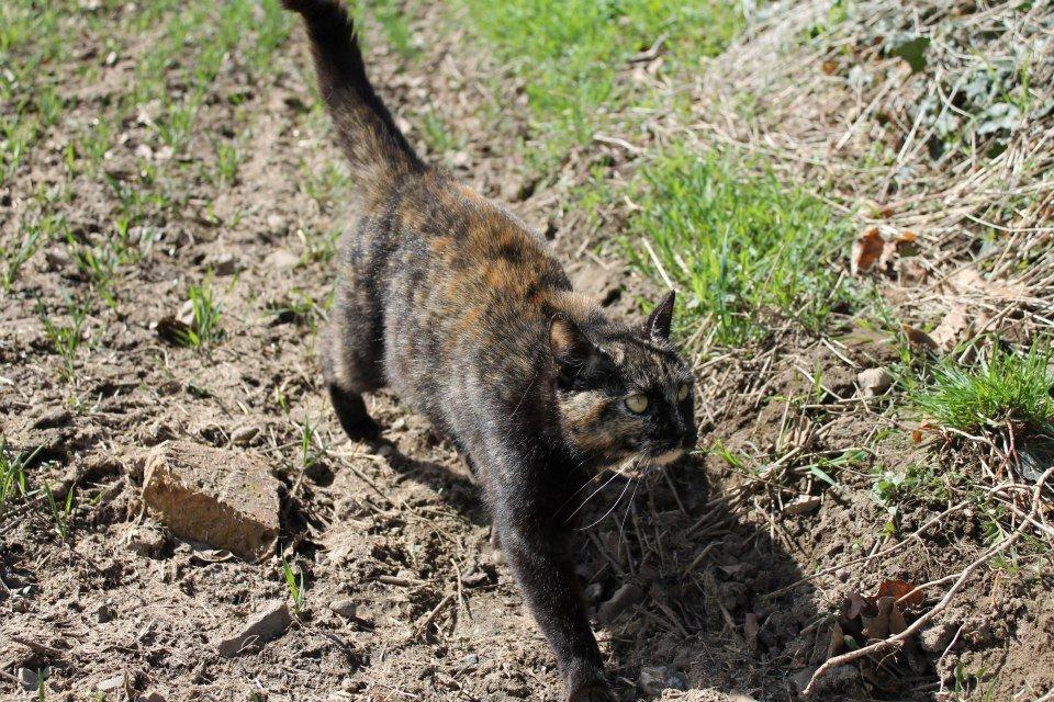 Huskat Bøllemizz billede 27