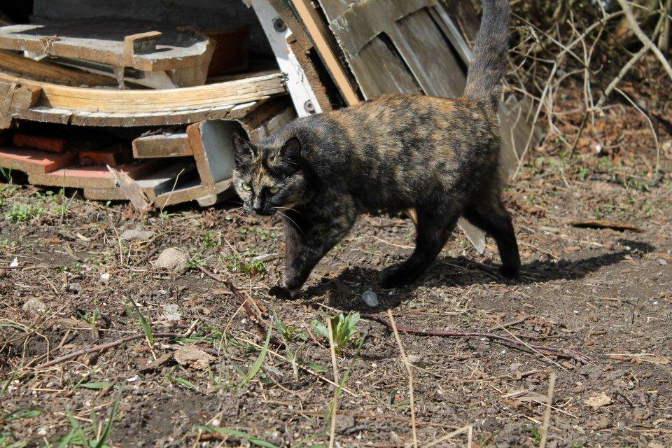 Huskat Bøllemizz billede 28