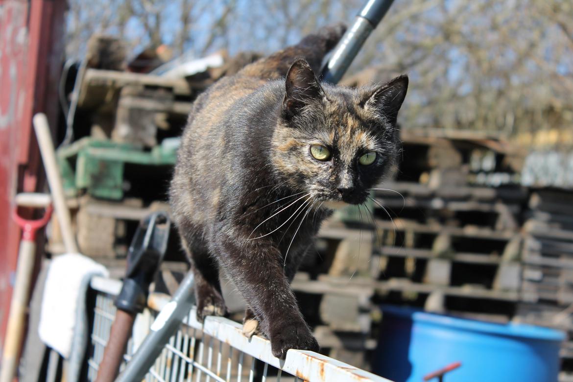 Huskat Bøllemizz billede 5