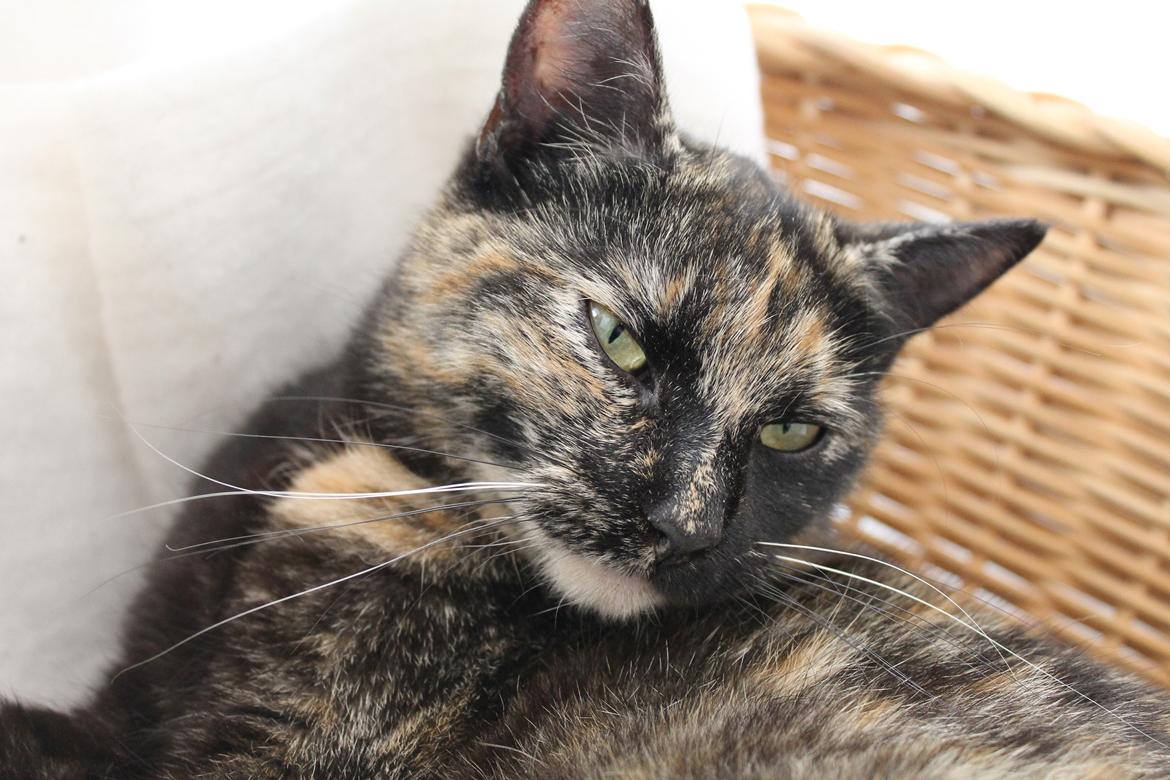 Huskat Bøllemizz billede 8