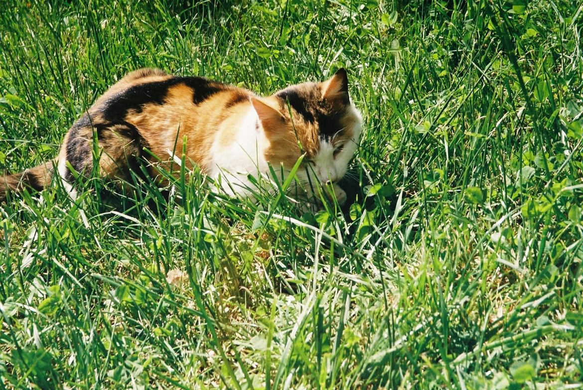 Blanding af racer Missa billede 2