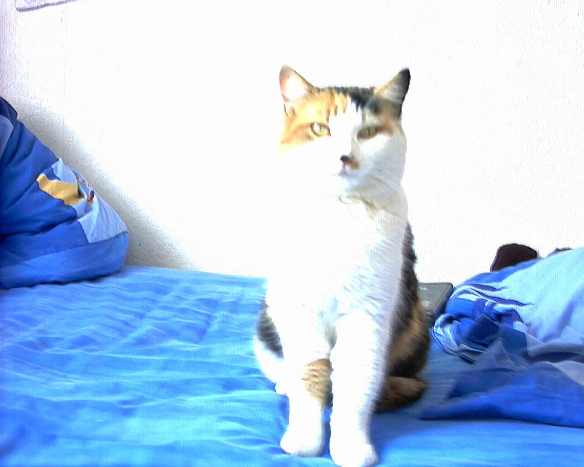 Blanding af racer Missa billede 3