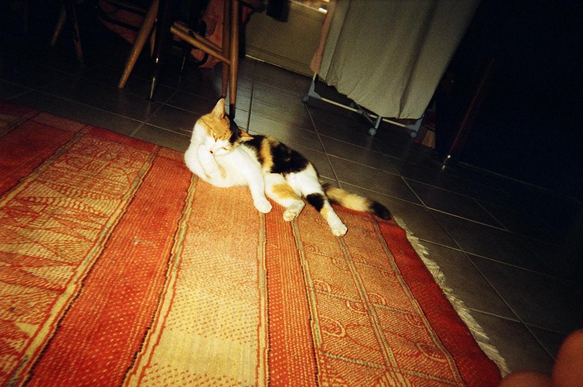 Blanding af racer Missa billede 4