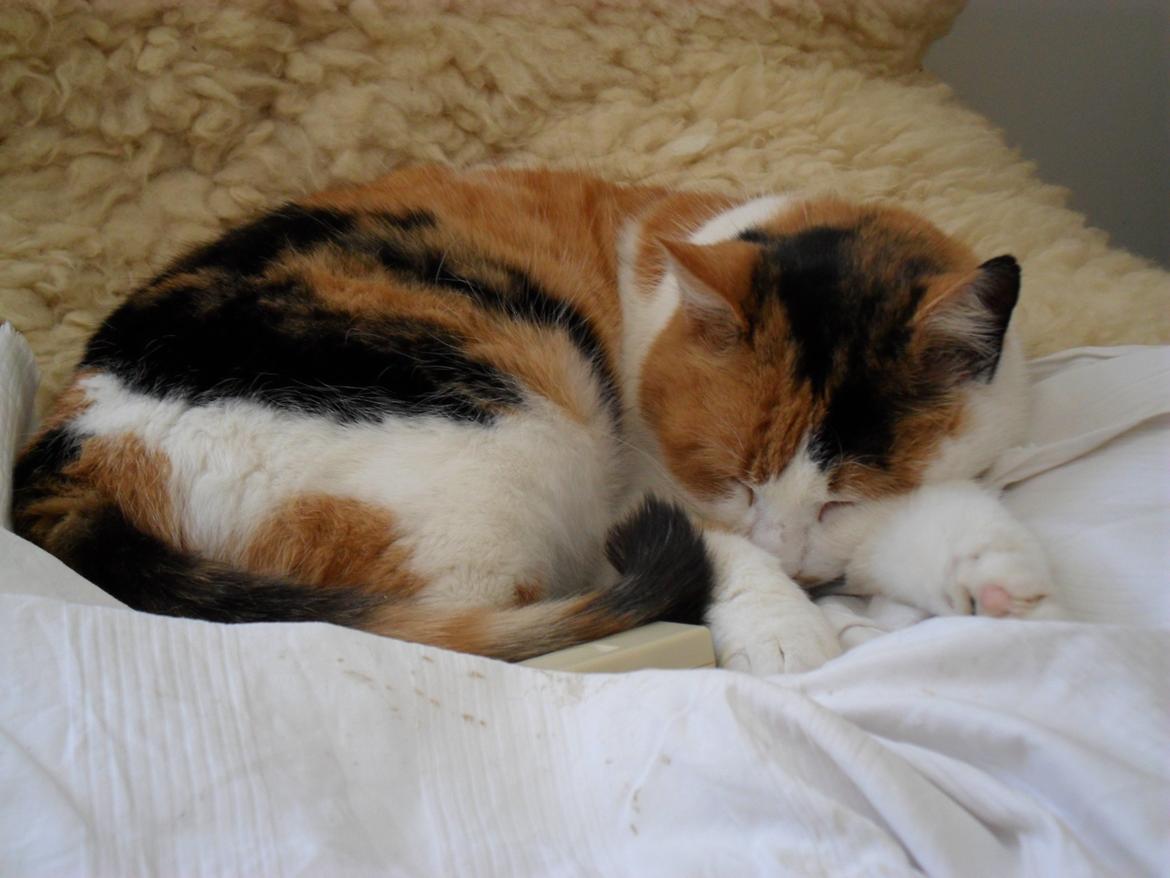 Blanding af racer Missa billede 6