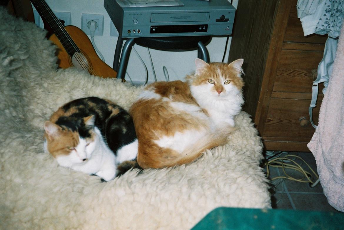 Blanding af racer Missa billede 5