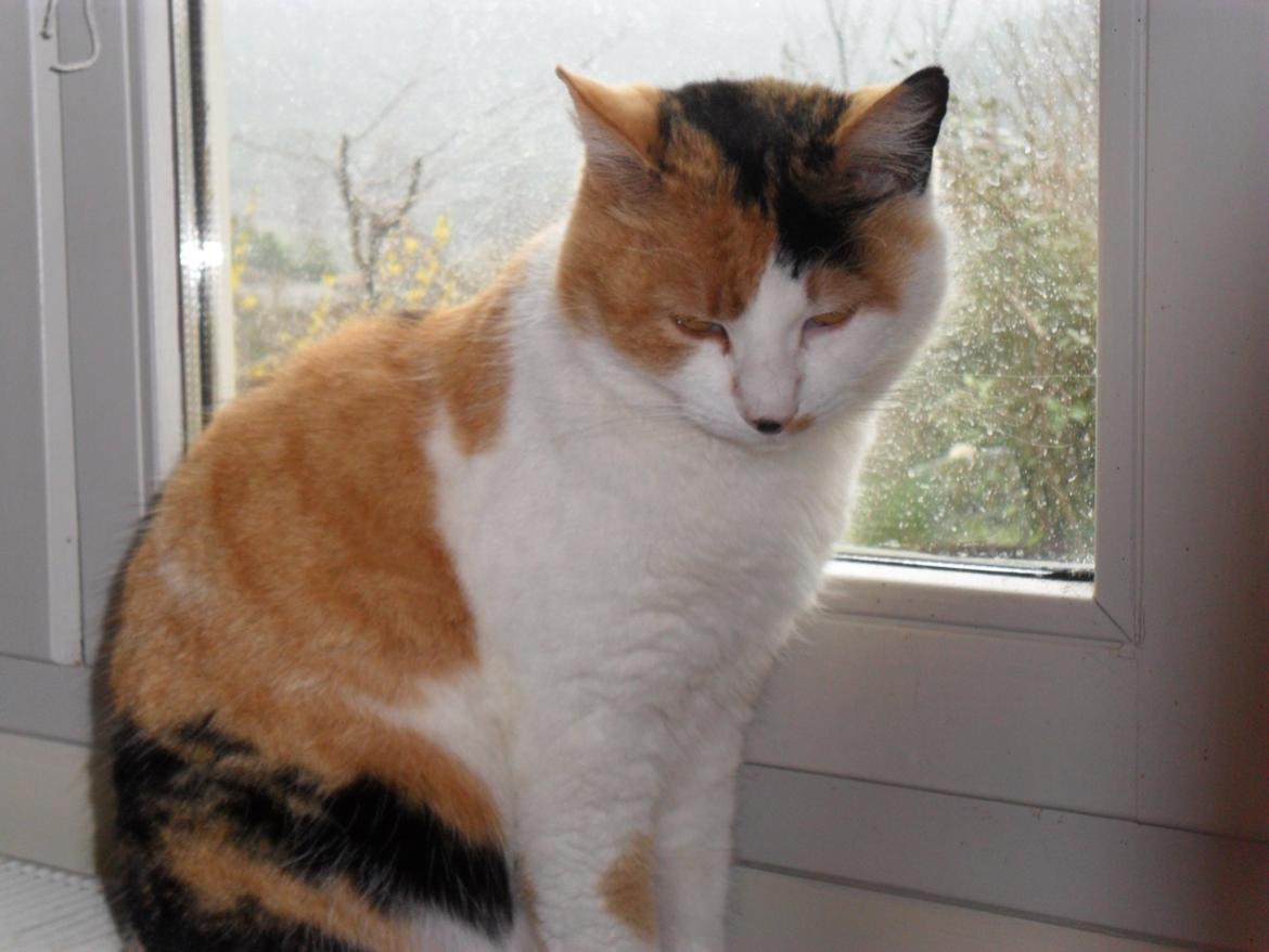 Blanding af racer Missa billede 7