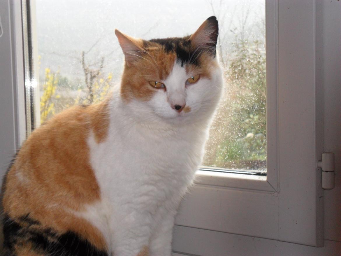 Blanding af racer Missa billede 14