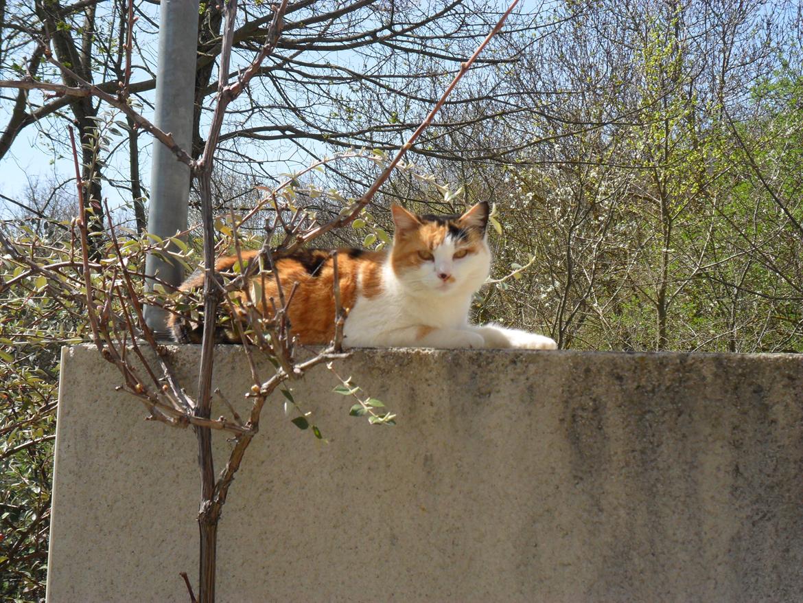 Blanding af racer Missa billede 9