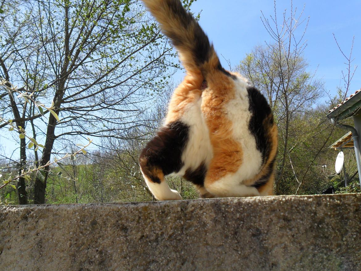 Blanding af racer Missa billede 10