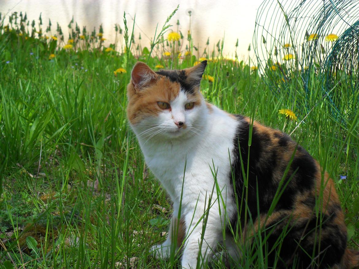 Blanding af racer Missa billede 1