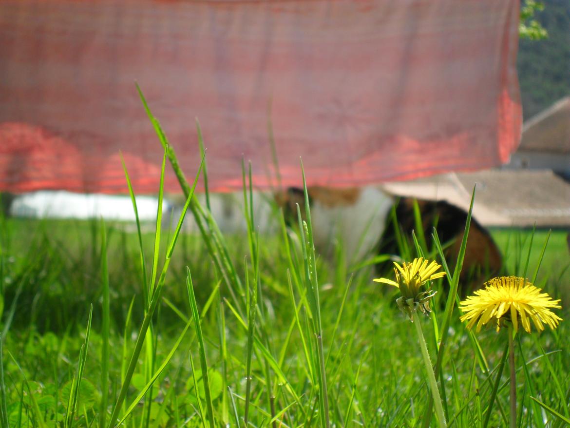 Blanding af racer Missa billede 8