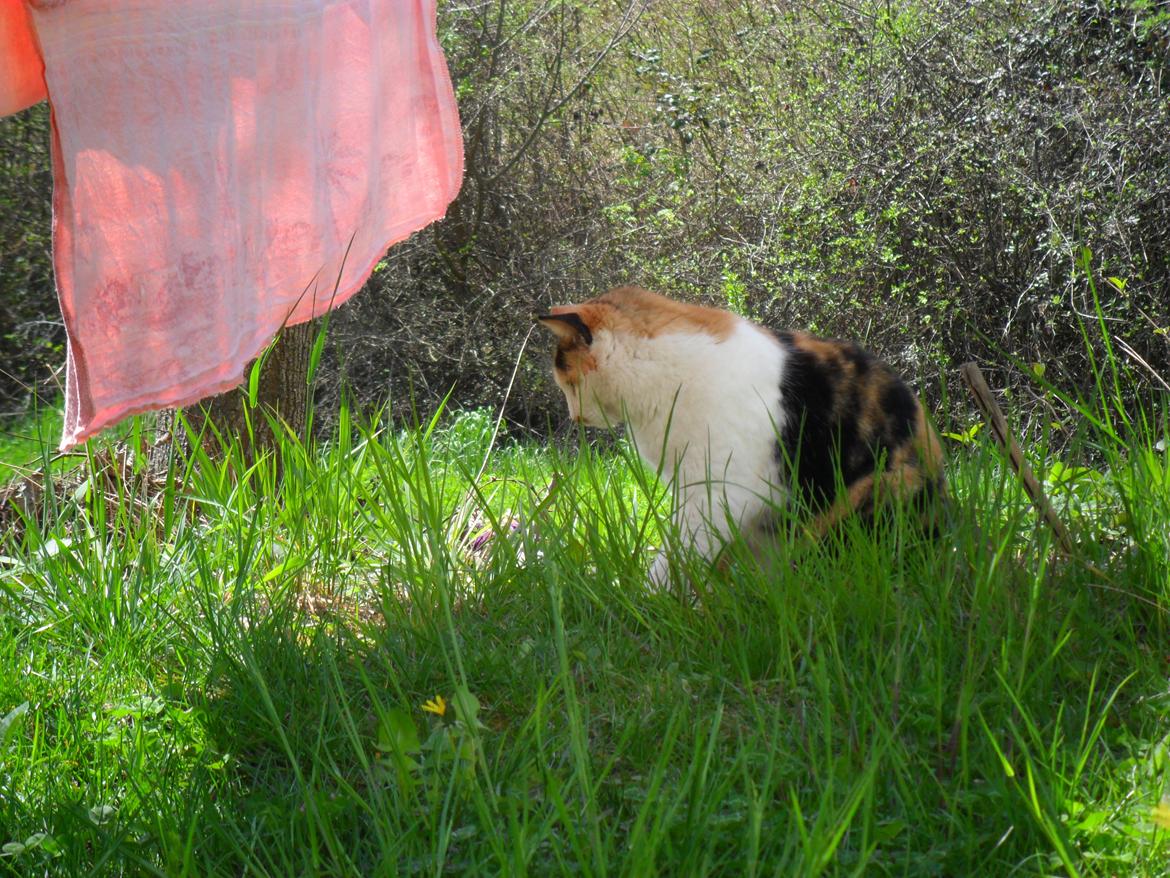 Blanding af racer Missa billede 11