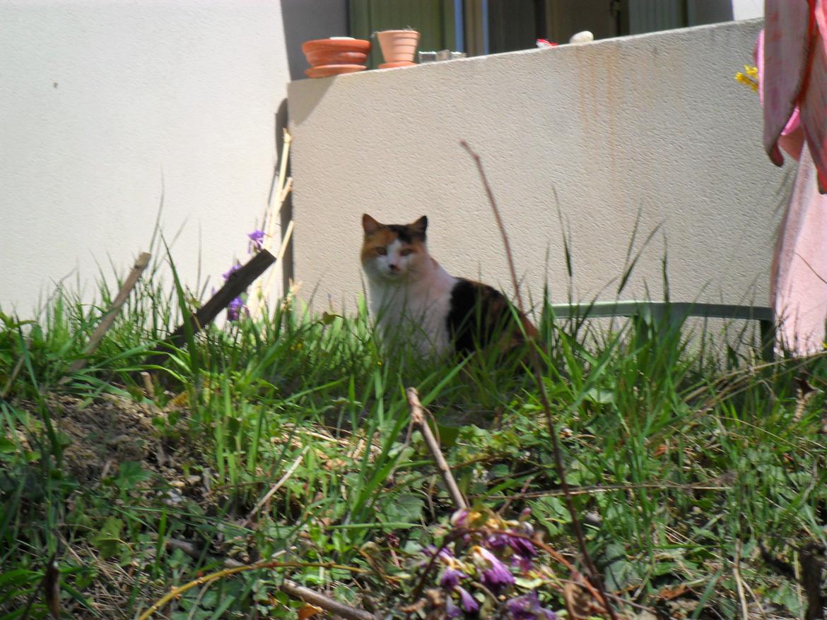 Blanding af racer Missa billede 12