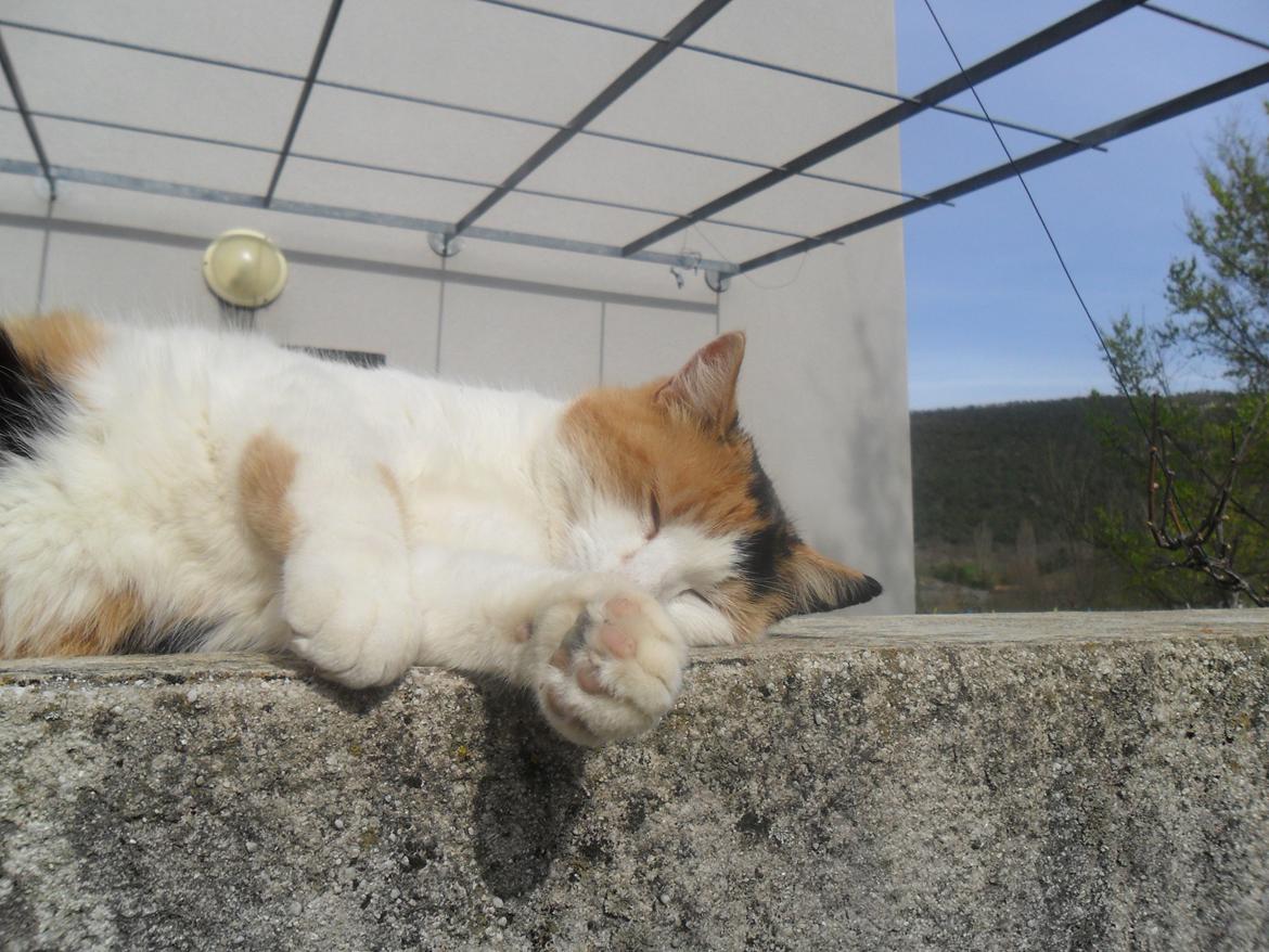 Blanding af racer Missa billede 13