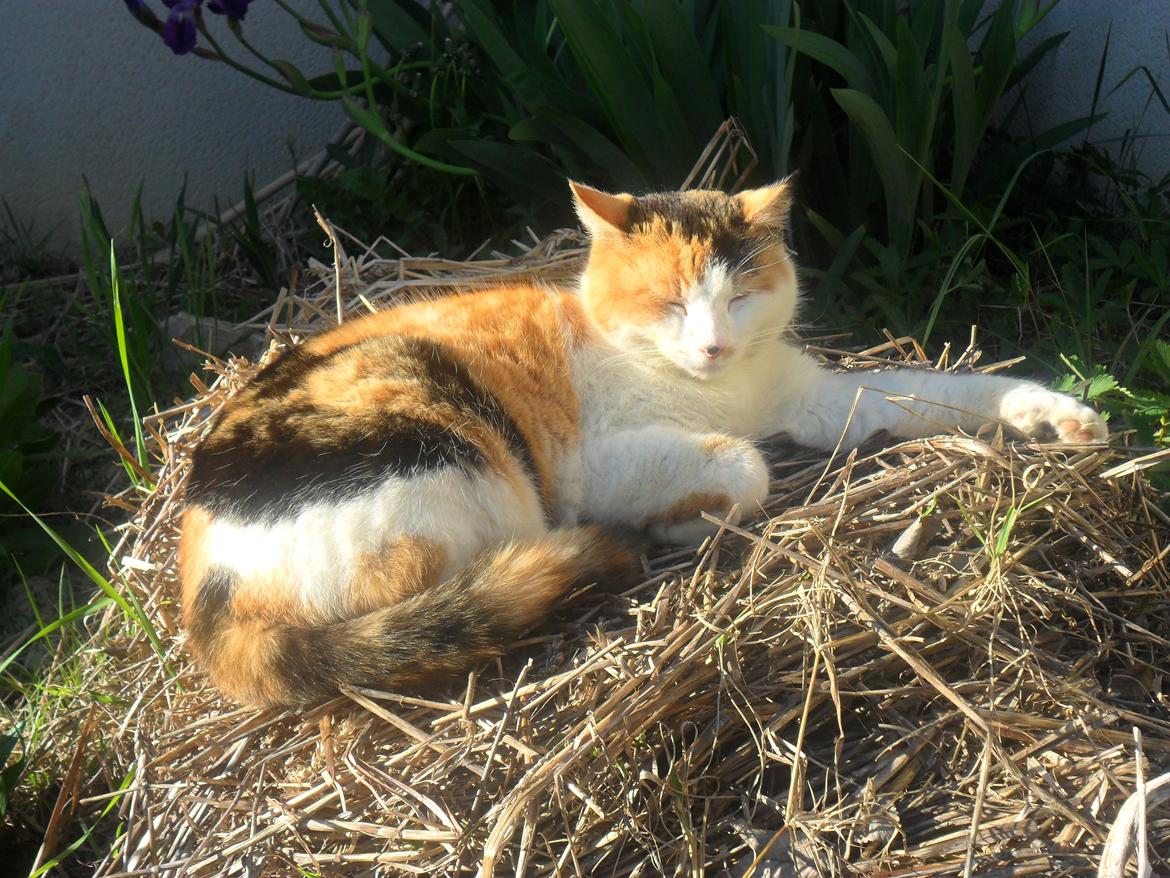 Blanding af racer Missa billede 15