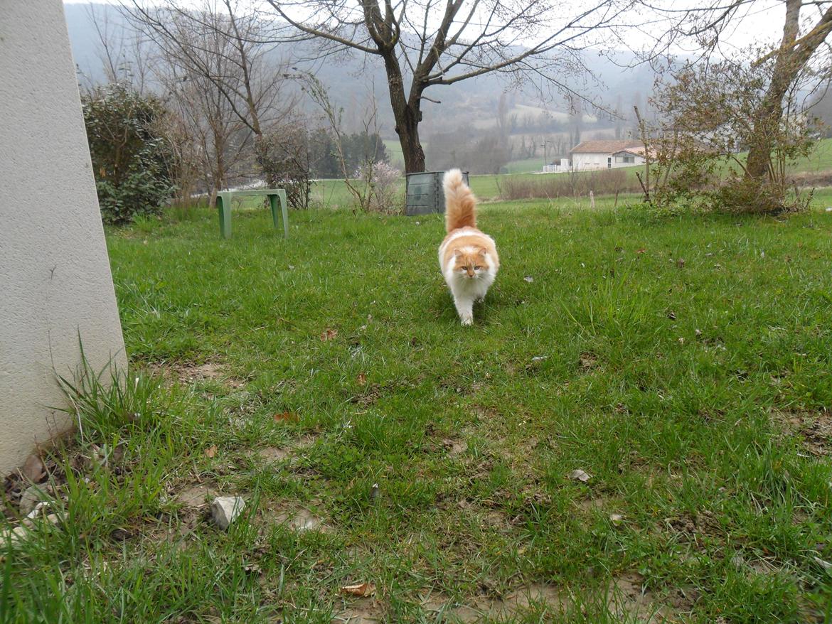 Blanding af racer Roussette billede 3