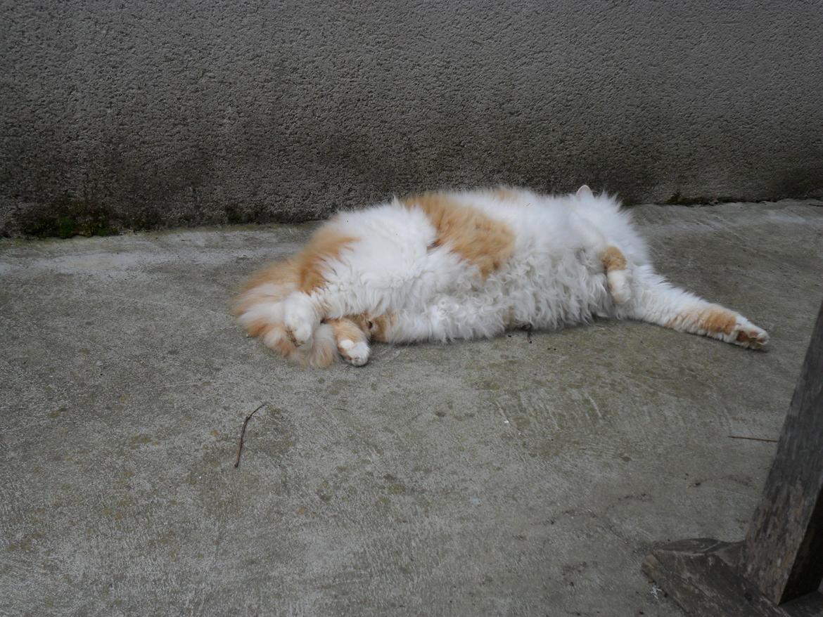 Blanding af racer Roussette billede 4