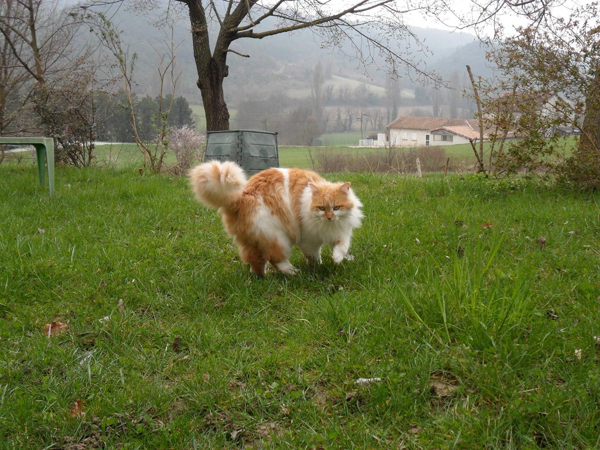 Blanding af racer Roussette billede 5