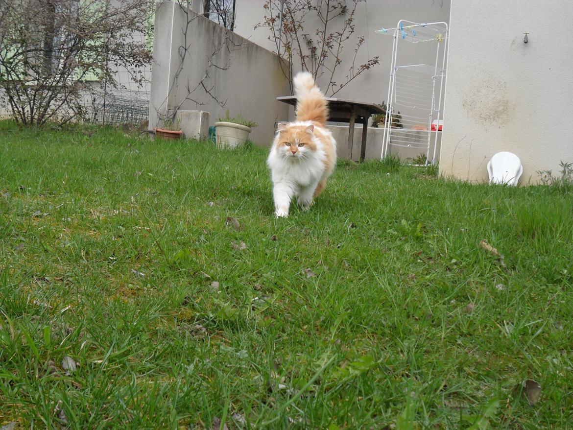 Blanding af racer Roussette billede 2