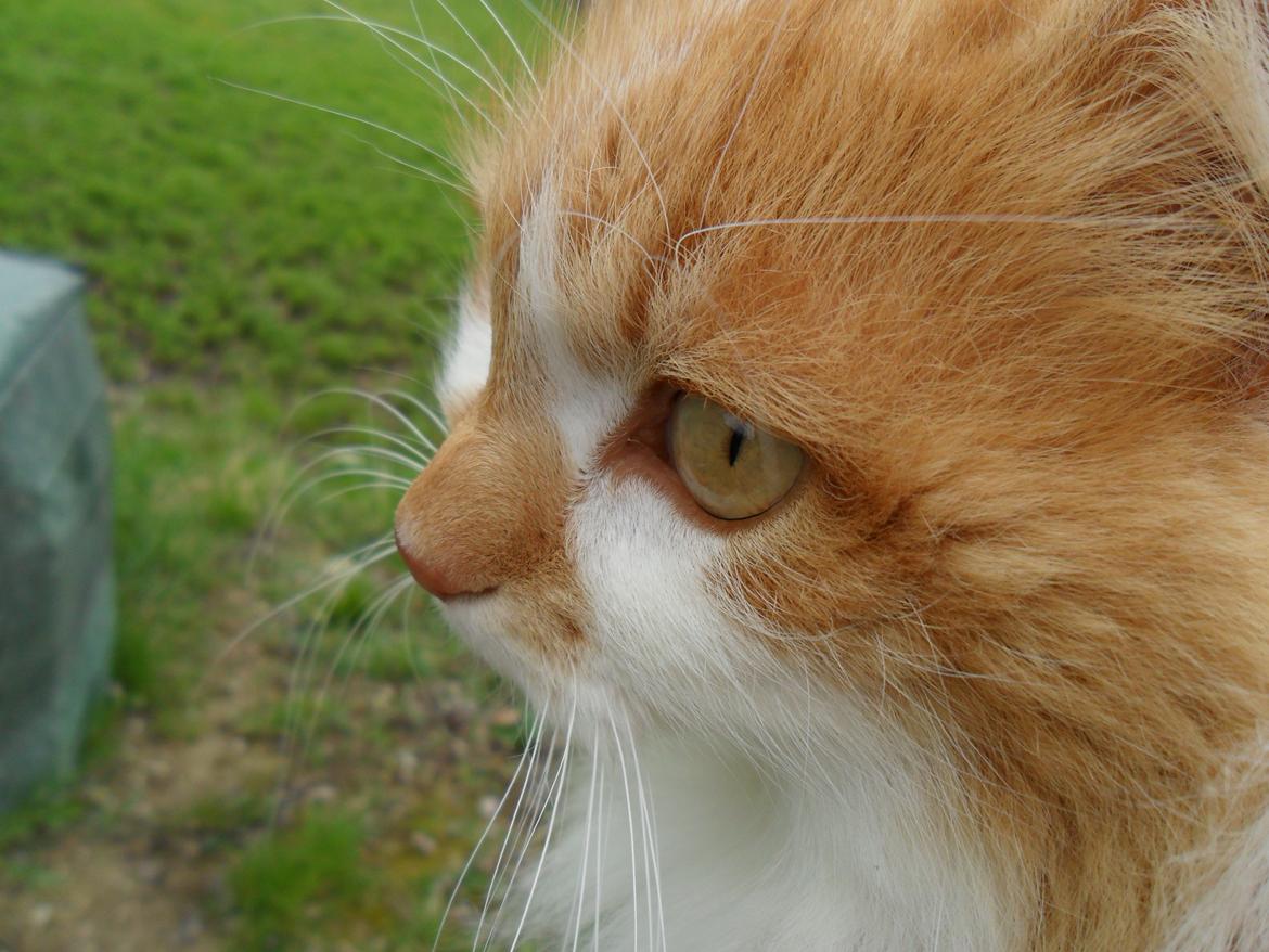 Blanding af racer Roussette billede 6