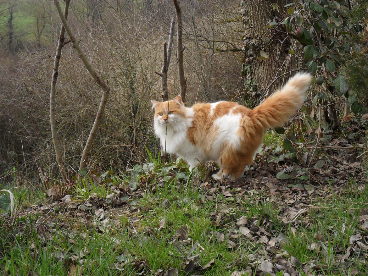 Blanding af racer Roussette billede 1