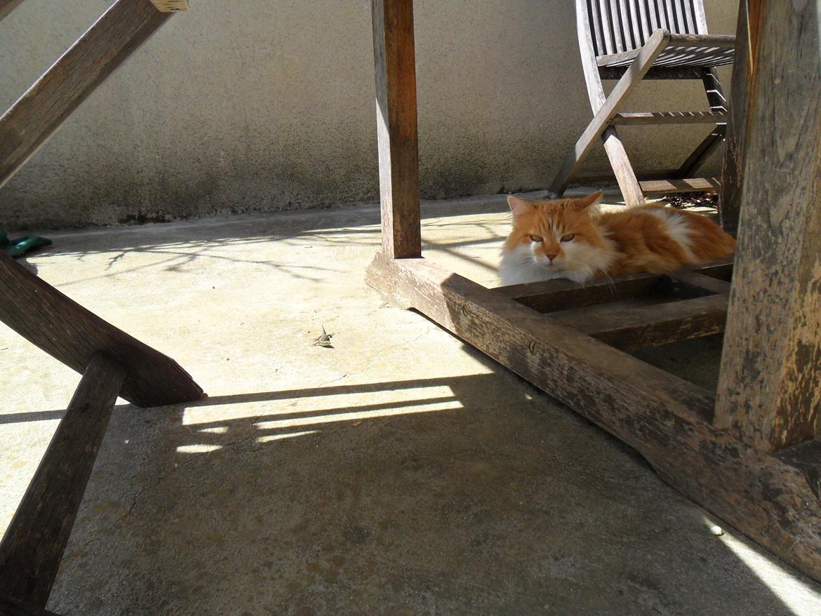 Blanding af racer Roussette billede 7