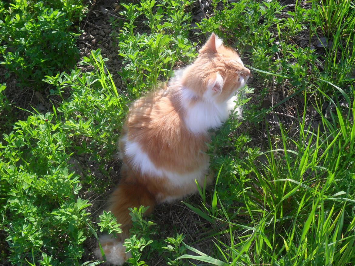 Blanding af racer Roussette billede 8