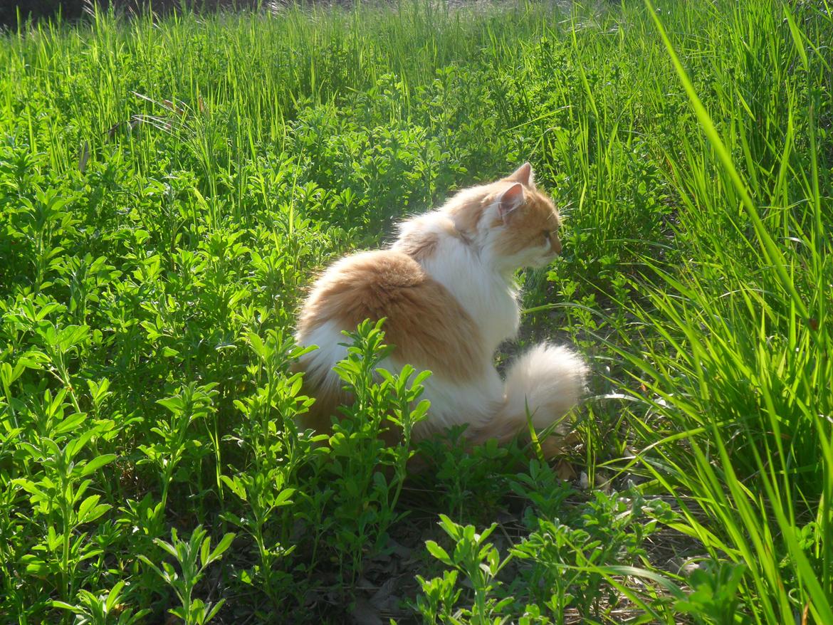 Blanding af racer Roussette billede 9