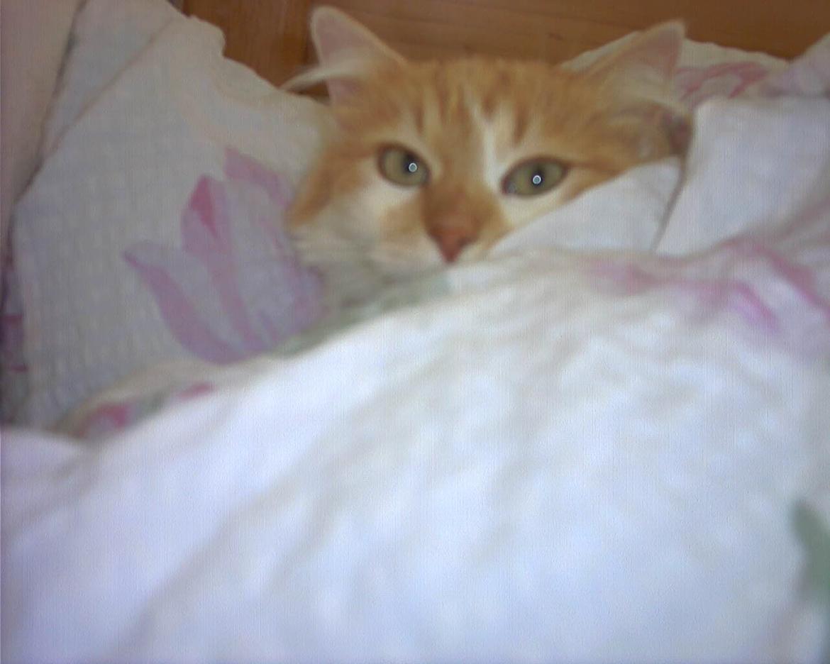 Blanding af racer Roussette billede 10