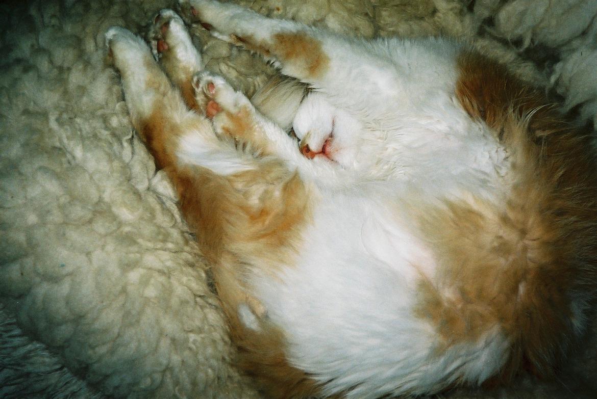 Blanding af racer Roussette billede 11