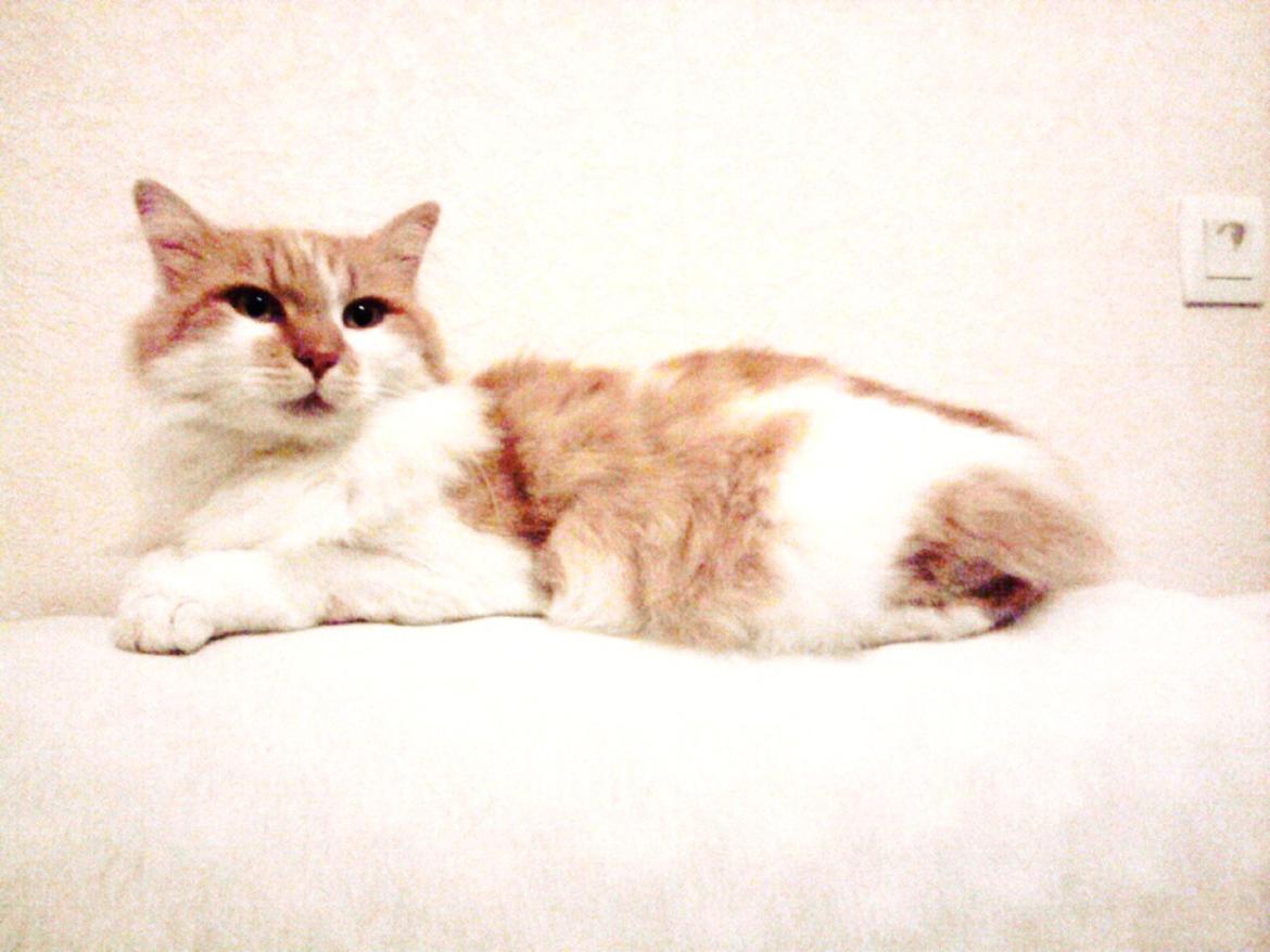 Blanding af racer Roussette billede 12