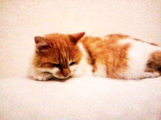 Blanding af racer Roussette billede 13