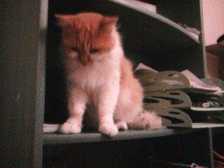 Blanding af racer Roussette billede 14