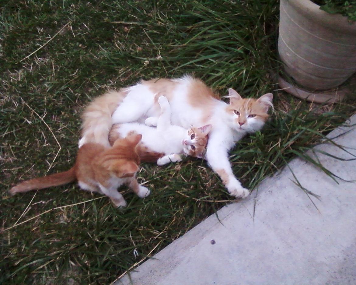 Blanding af racer Roussette - Roussette og hennes killinger :) billede 15