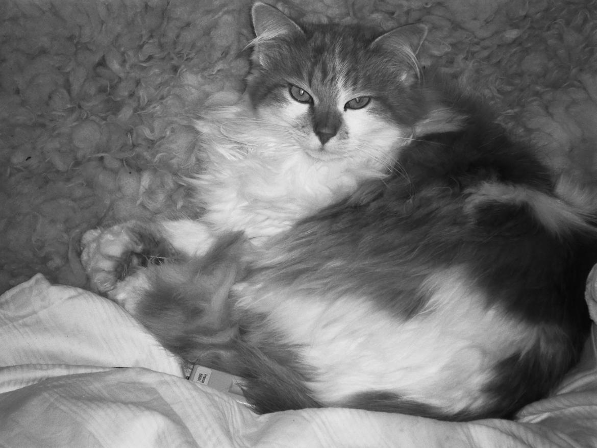 Blanding af racer Roussette billede 16