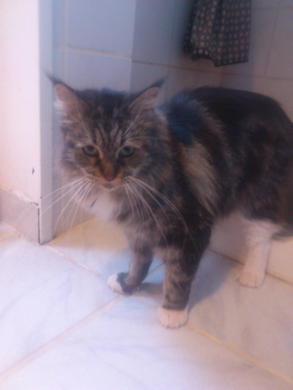 Maine Coon DK Maine-Entrance's Verdande billede 1