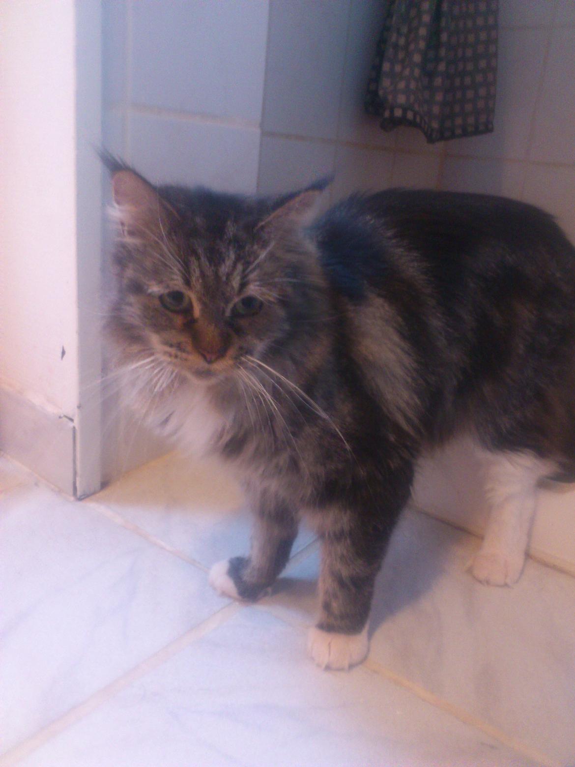 Maine Coon DK Maine-Entrance's Verdande billede 2