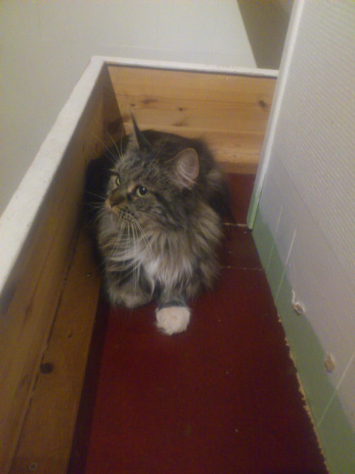 Maine Coon DK Maine-Entrance's Verdande billede 3