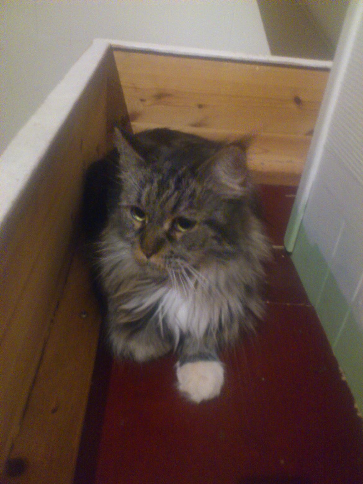 Maine Coon DK Maine-Entrance's Verdande billede 5