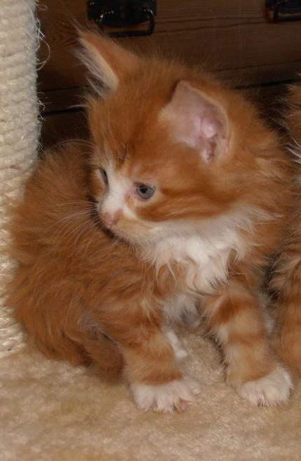 Maine Coon Basse - Billedet jeg så, inden jeg købte ham, kunne da ikke andet end blive forelsket.  billede 19