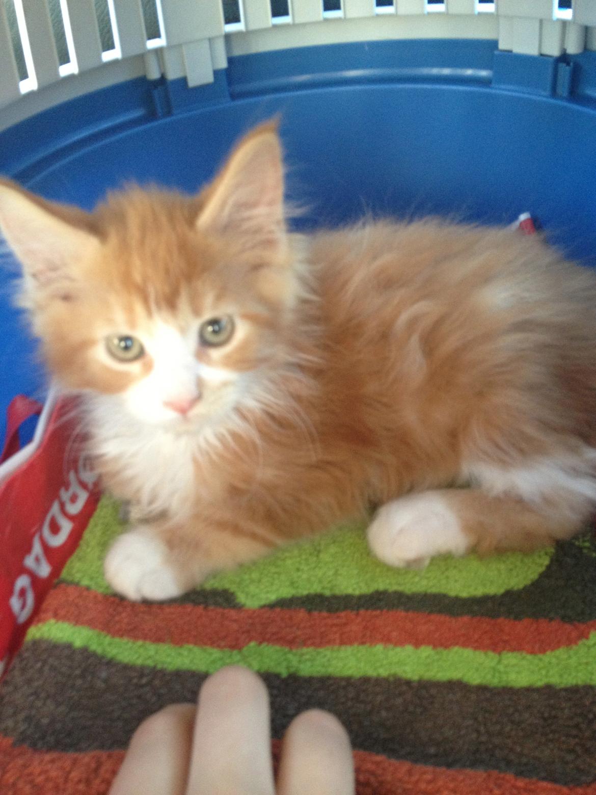 Maine Coon Basse - Lige blevet hentet. Lang køretur på ca. 2 timer. billede 18