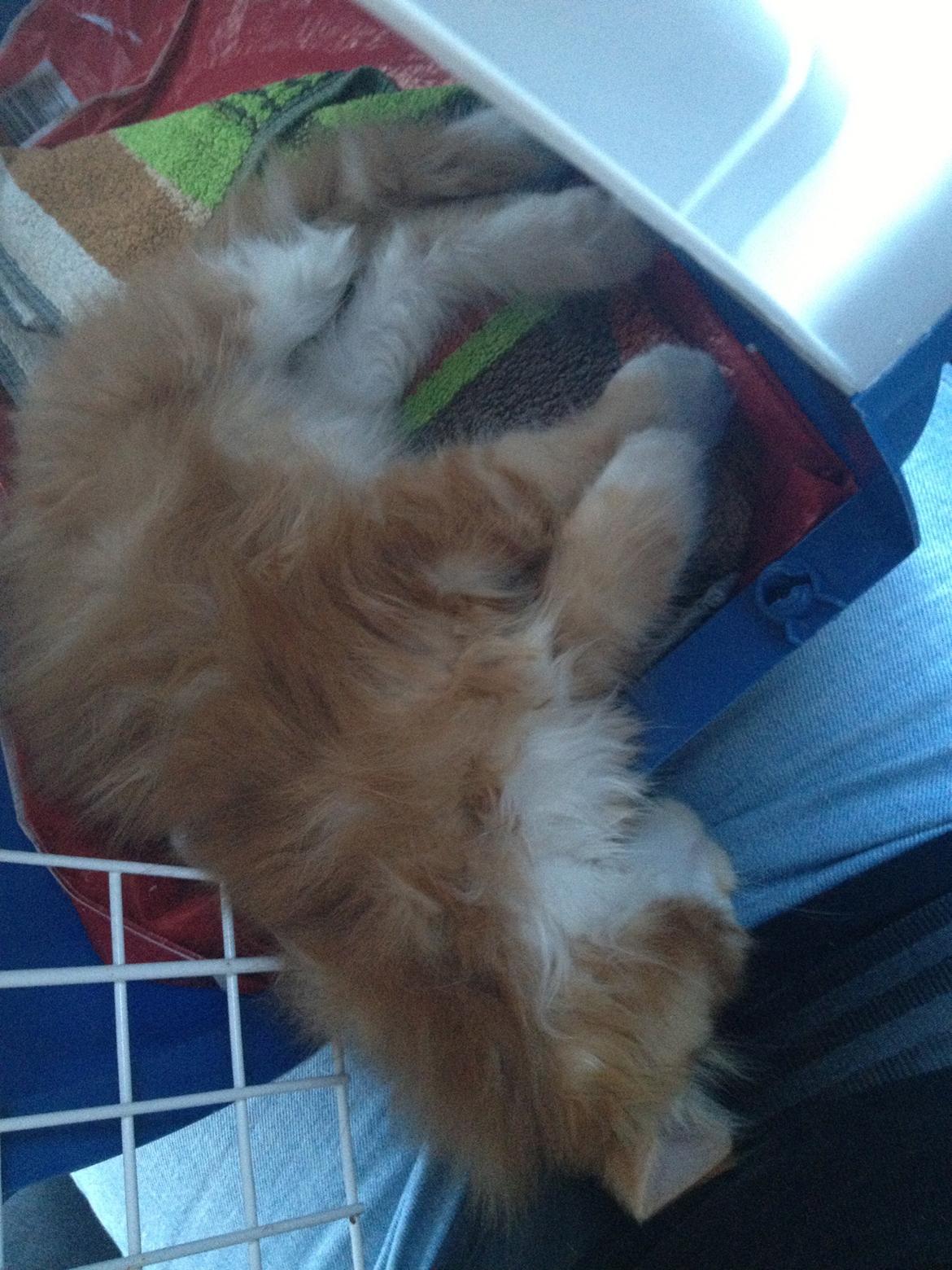 Maine Coon Basse - Træt bliver man, når man er ude at køre langt.  billede 17