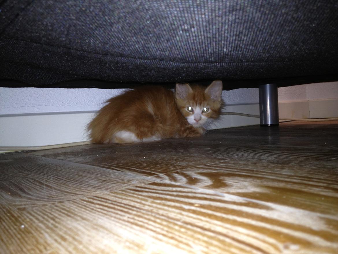 Maine Coon Basse - Lidt bange er man i starten, godt man kan gemme sig under sofaen.  billede 16