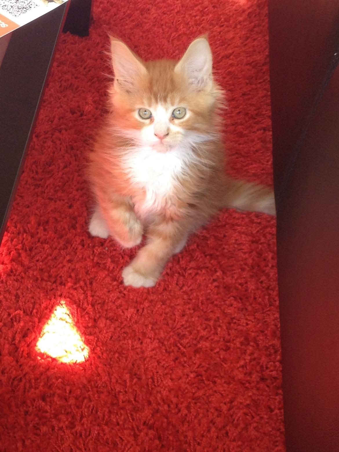 Maine Coon Basse - Så begynder Basse at komme frem, han er jo dejlig.  billede 12